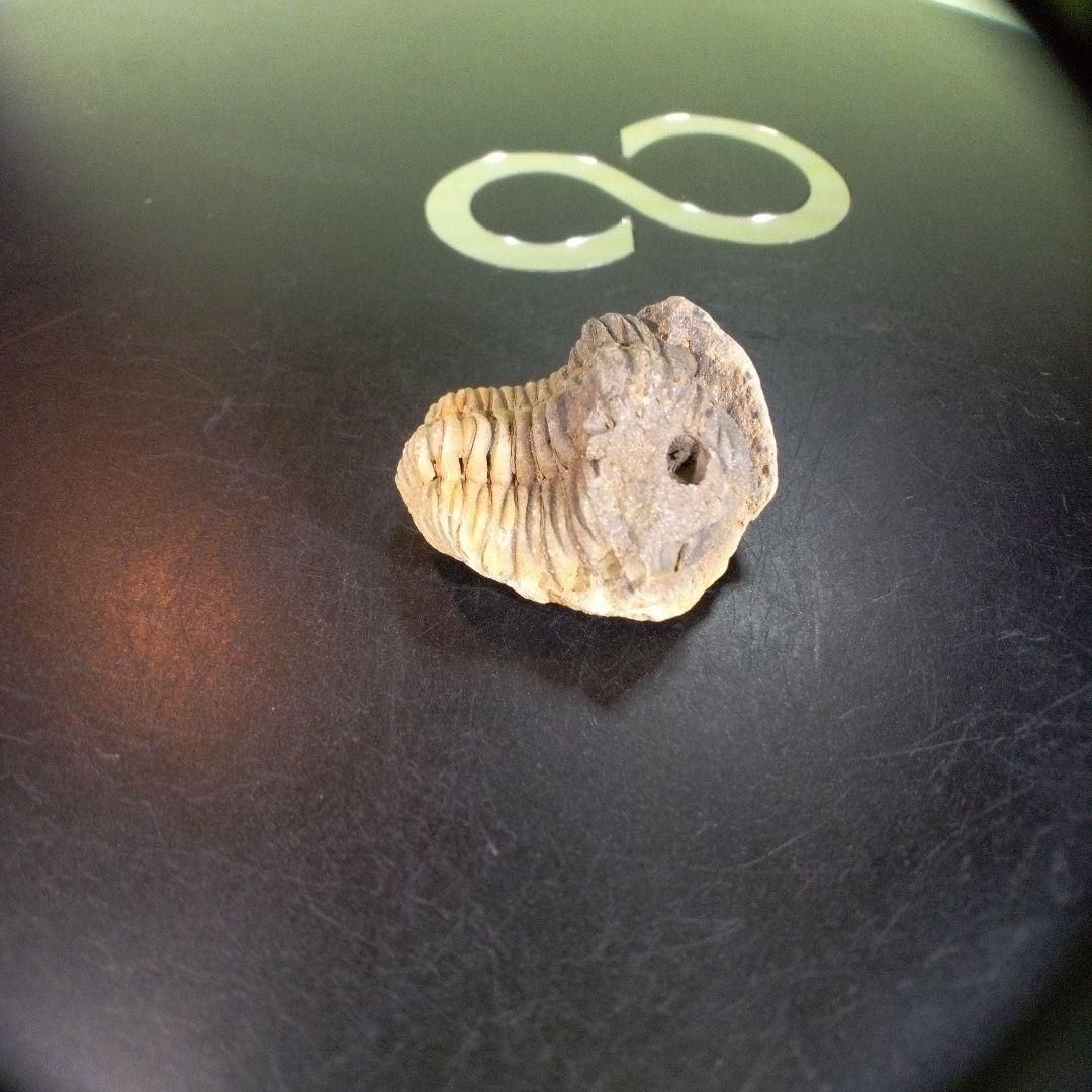三葉虫　化石　fossil　ボリビア産　trilobite　海生動物個体⑩