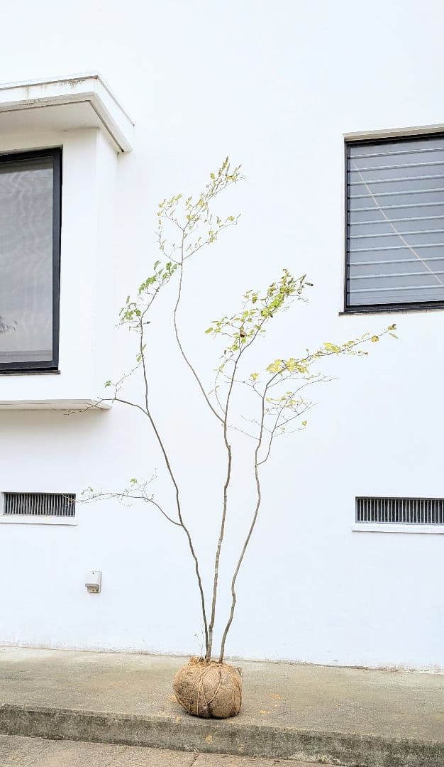 極美。山採りアオハダ株。