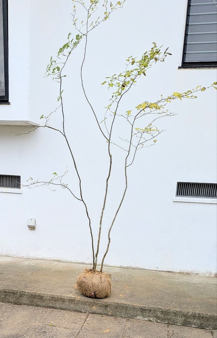 極美。山採りアオハダ株。