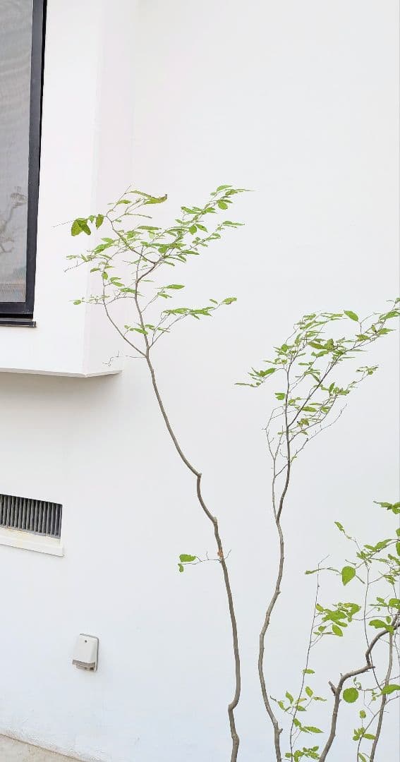 極美。山採りアオハダ株。