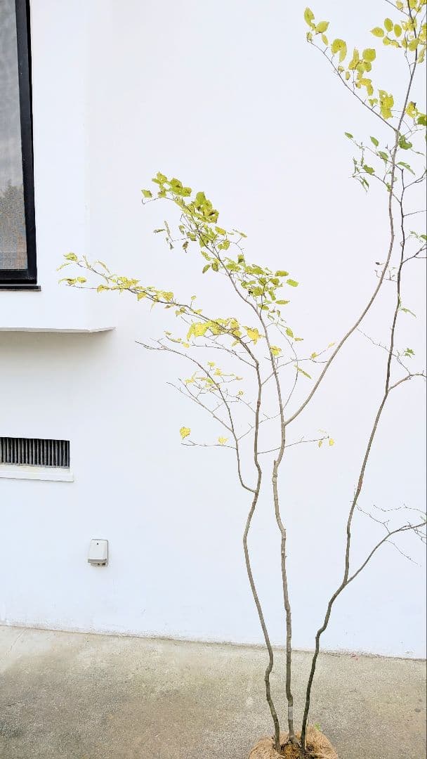 極美。山採りアオハダ株。