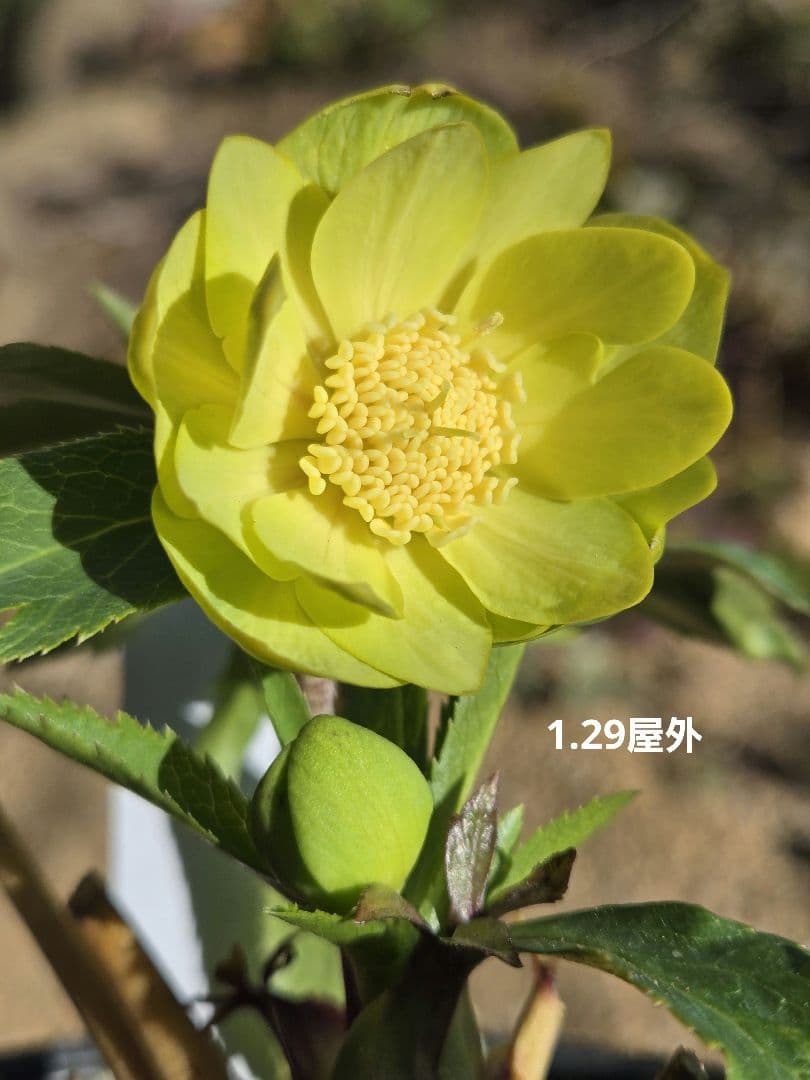 未株分　グリーニッシュオーレア　玉　ギョク　クリスマスローズ　大木