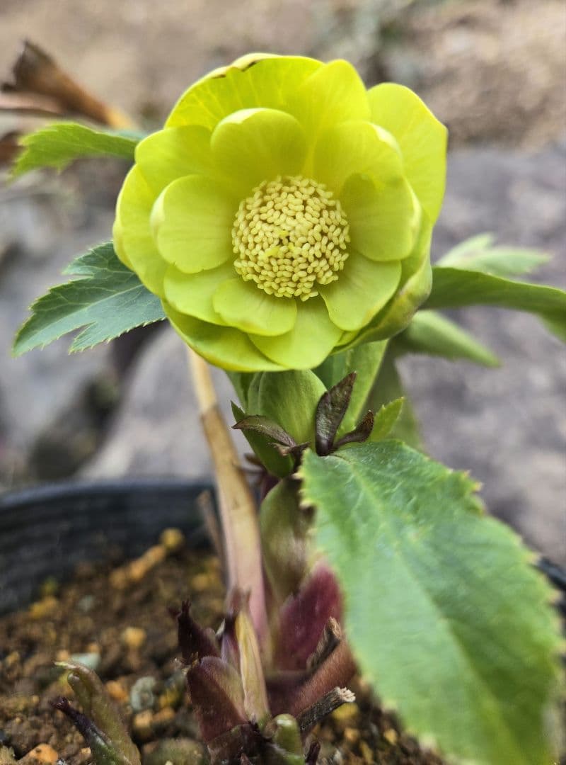 未株分　グリーニッシュオーレア　玉　ギョク　クリスマスローズ　大木