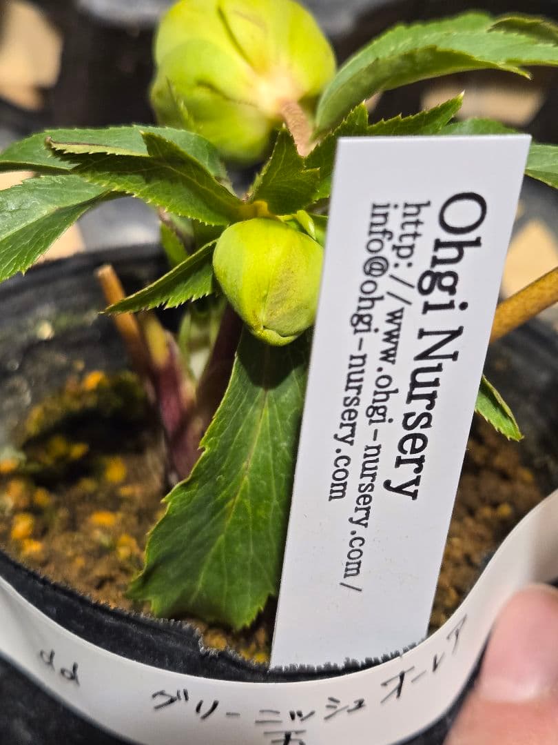 未株分　グリーニッシュオーレア　玉　ギョク　クリスマスローズ　大木