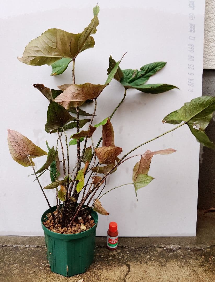 【超大株】キルトスペルマ　ジョンストニー　抽水性大型アロイド　サトイモ科