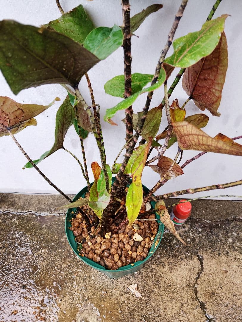 【超大株】キルトスペルマ　ジョンストニー　抽水性大型アロイド　サトイモ科