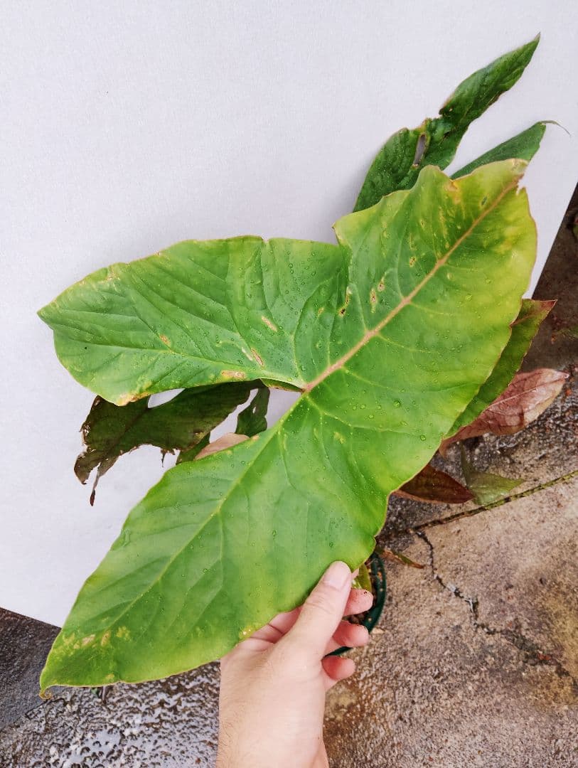 【超大株】キルトスペルマ　ジョンストニー　抽水性大型アロイド　サトイモ科