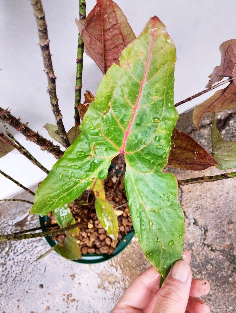 【超大株】キルトスペルマ　ジョンストニー　抽水性大型アロイド　サトイモ科