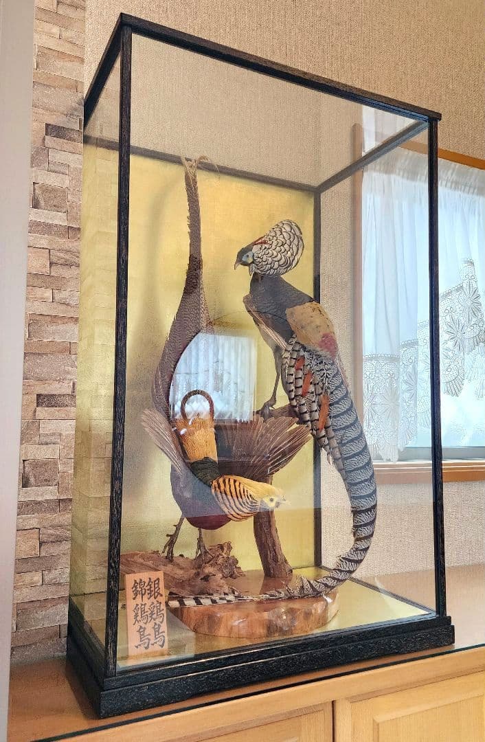 特大 銀鶏鳥 錦鶏鳥 剥製 置物 高級木製枠ガラスケース
