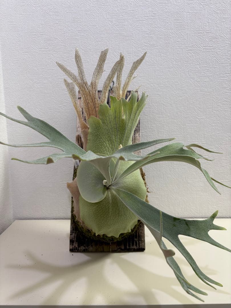 comolebi celso tatsuta 親株　ビカクシダ