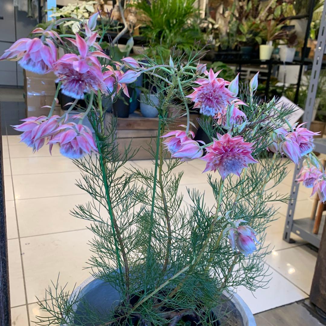 セルリア プリティピンク ファイバー鉢