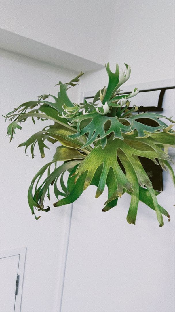 Hillii dwarf&curl 胞子