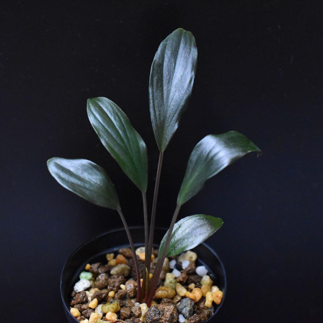 ホマロメナ コウメイ Homalomena sp. \