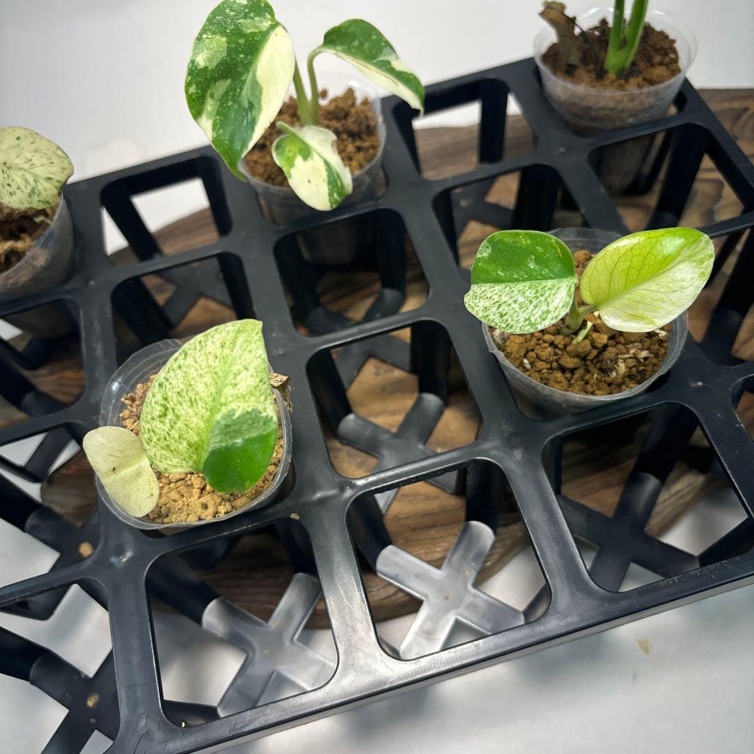 5株セットms74【特別選抜】ホワイトモンスター／天津蘭 モンステラ斑入り