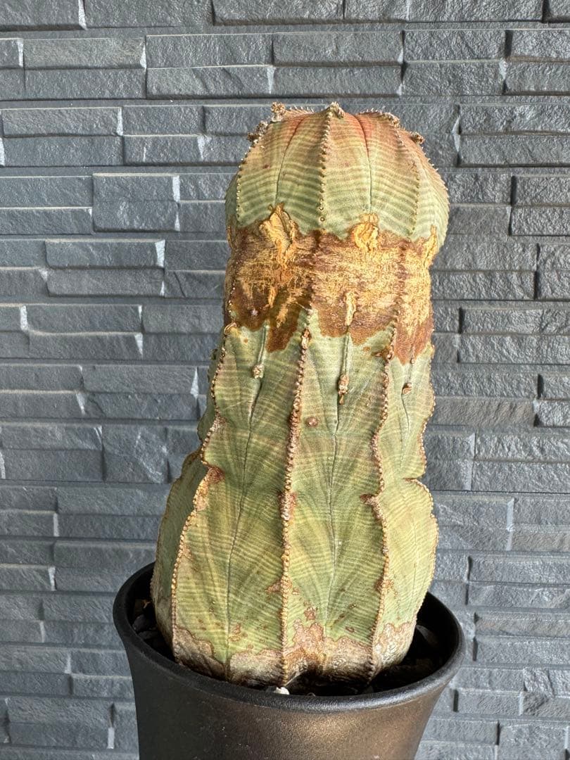 ☆極太株☆ オベサ　美模様　幅10cm 　ホリダ　ゼブラホリダ