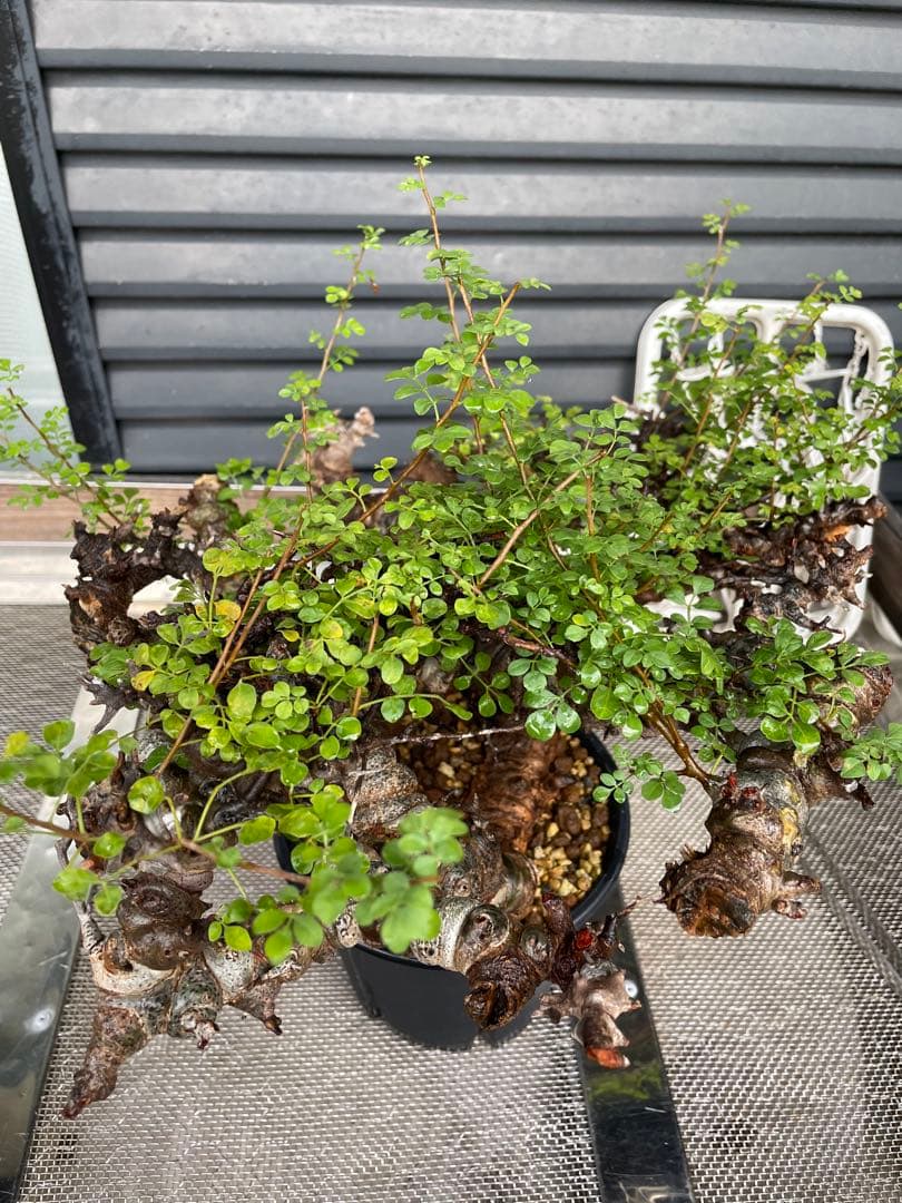 大株 灌木系 塊根植物 コミフォラ エイルCommiphora sp.Eyl