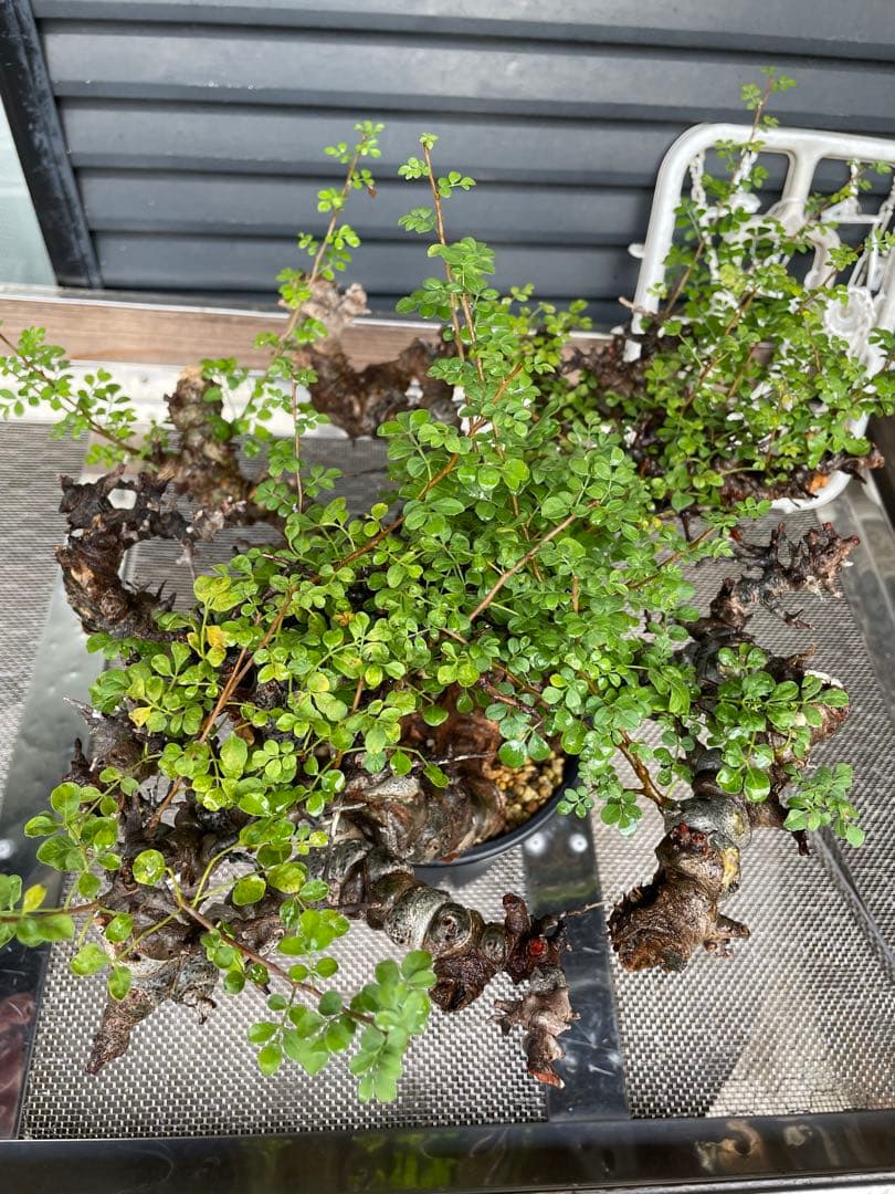 大株 灌木系 塊根植物 コミフォラ エイルCommiphora sp.Eyl