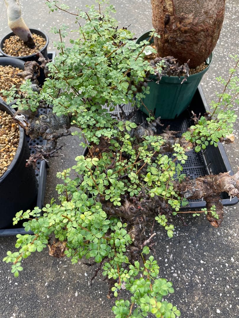 大株 灌木系 塊根植物 コミフォラ エイルCommiphora sp.Eyl