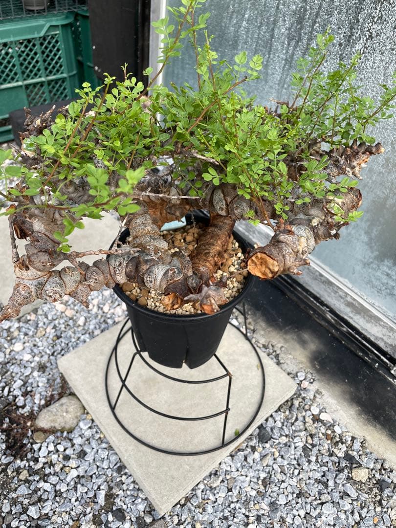 大株 灌木系 塊根植物 コミフォラ エイルCommiphora sp.Eyl