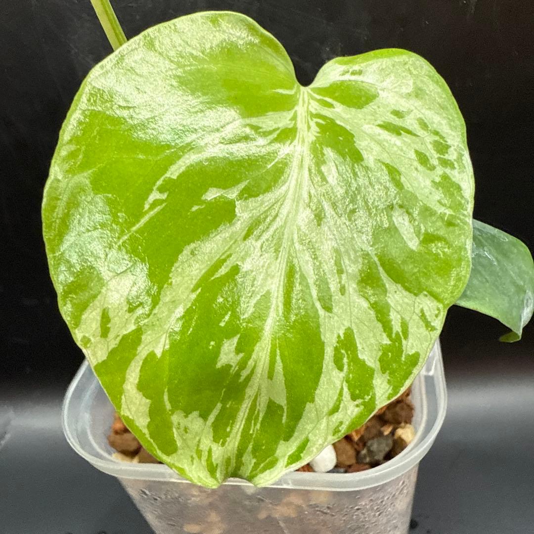 希少 モンステラ バルバソウ ベトシオーサ