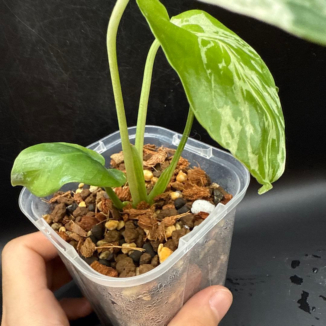 希少 モンステラ バルバソウ ベトシオーサ