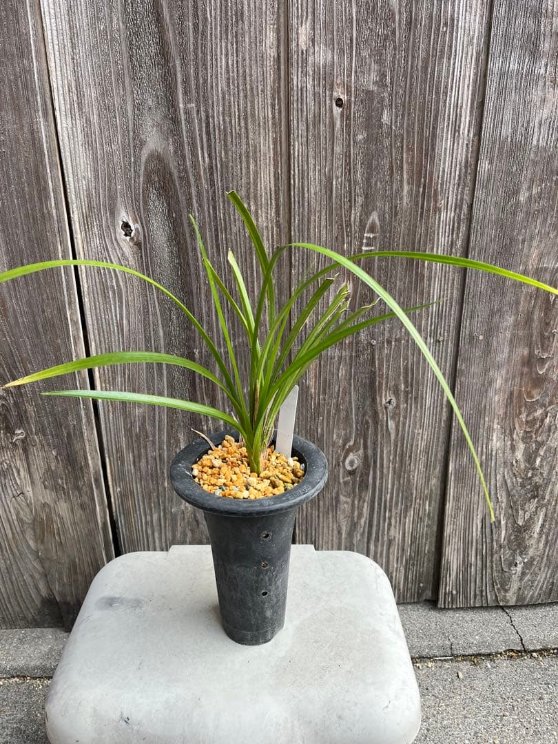 土佐観覧銘品『豊雪』4条　寒蘭　春蘭　東洋蘭