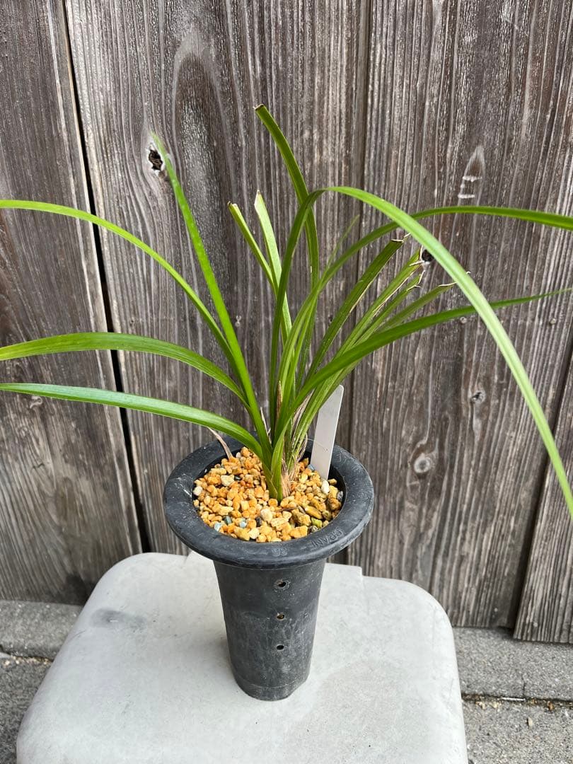 土佐観覧銘品『豊雪』4条　寒蘭　春蘭　東洋蘭