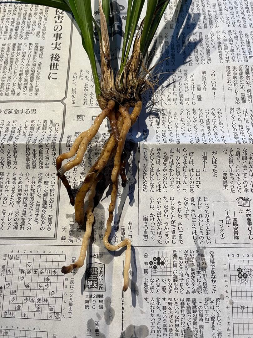 土佐観覧銘品『豊雪』4条　寒蘭　春蘭　東洋蘭