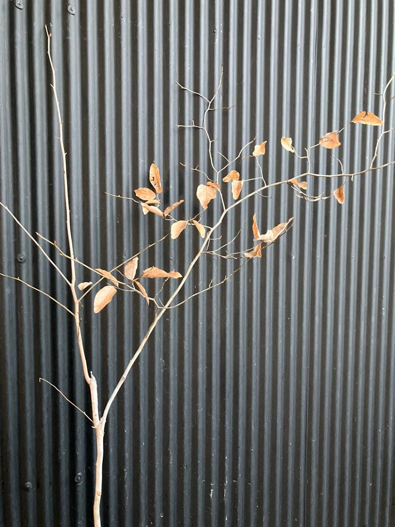 山採り　ヤマコウバシ