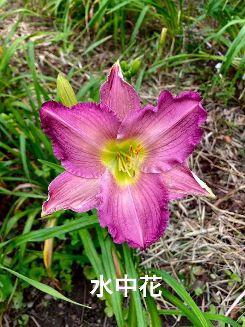 なおマロン　ヘメロカリス3品種セット