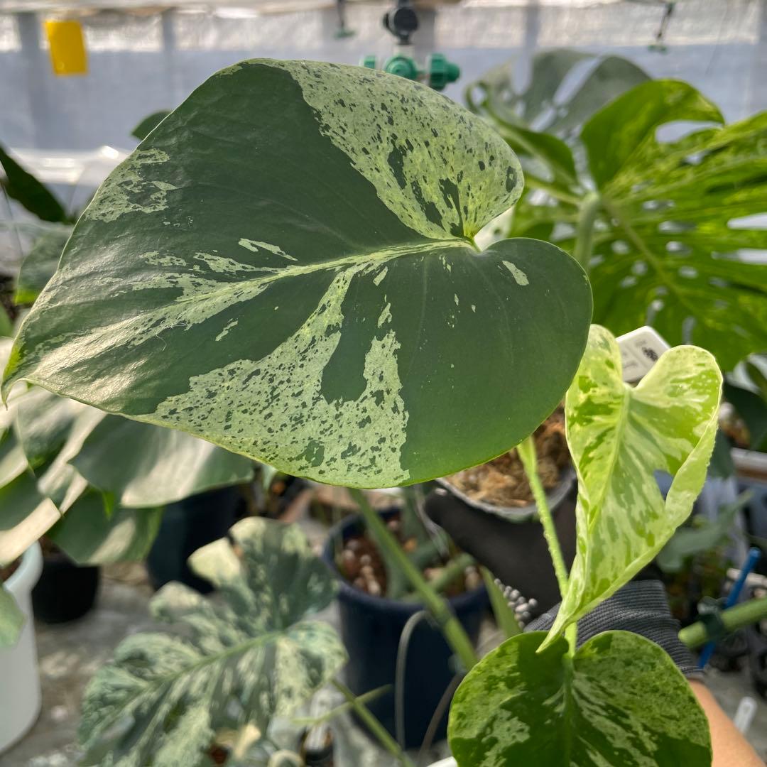 Y8 モンステラ　デリシオーサ　ベトシオーサ　セレクトエディション斑入り