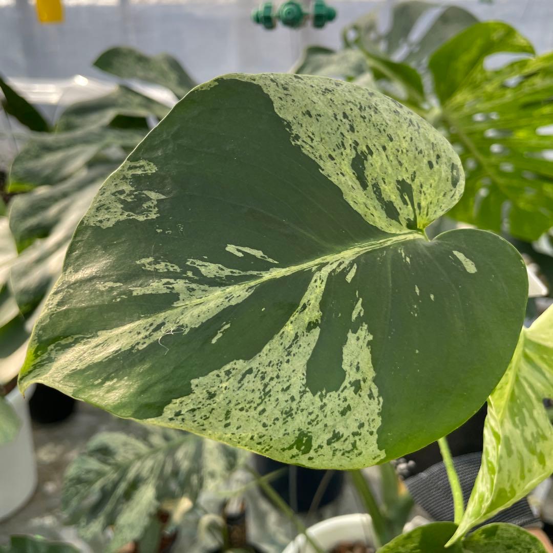 Y8 モンステラ　デリシオーサ　ベトシオーサ　セレクトエディション斑入り