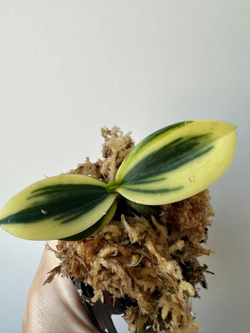 【 名護蘭 】明丸 覆輪　357