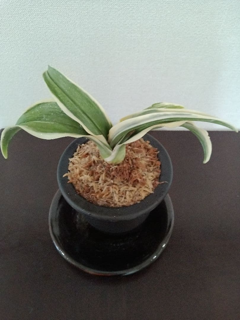 万年青「大八州」