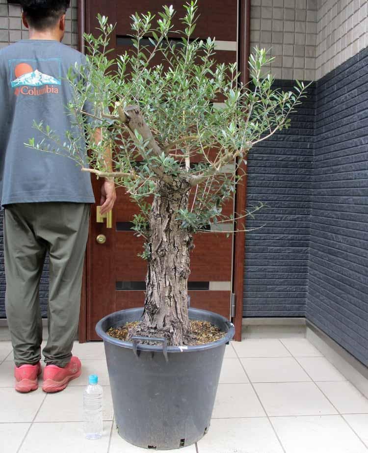 【現品】オリーブの古木　ネバディブランコ　オールドオリーブ　超大株　17号　R3