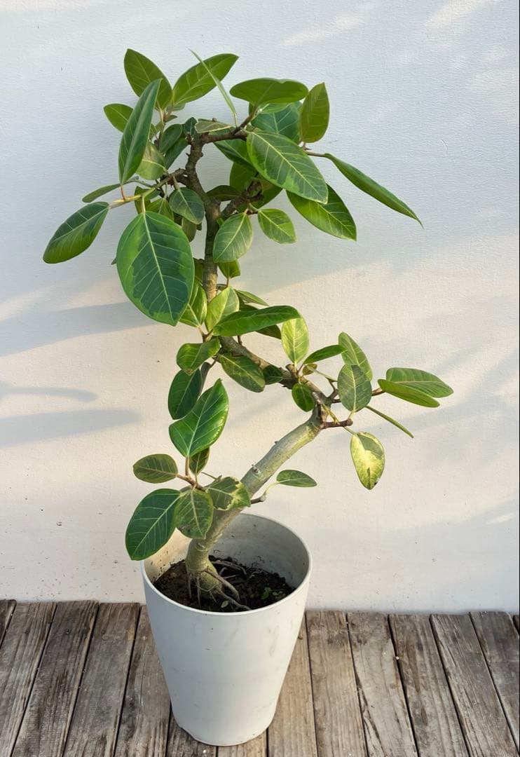 フィカス　アルテシーマ　アルテシマ　曲がり　鉢皿付き