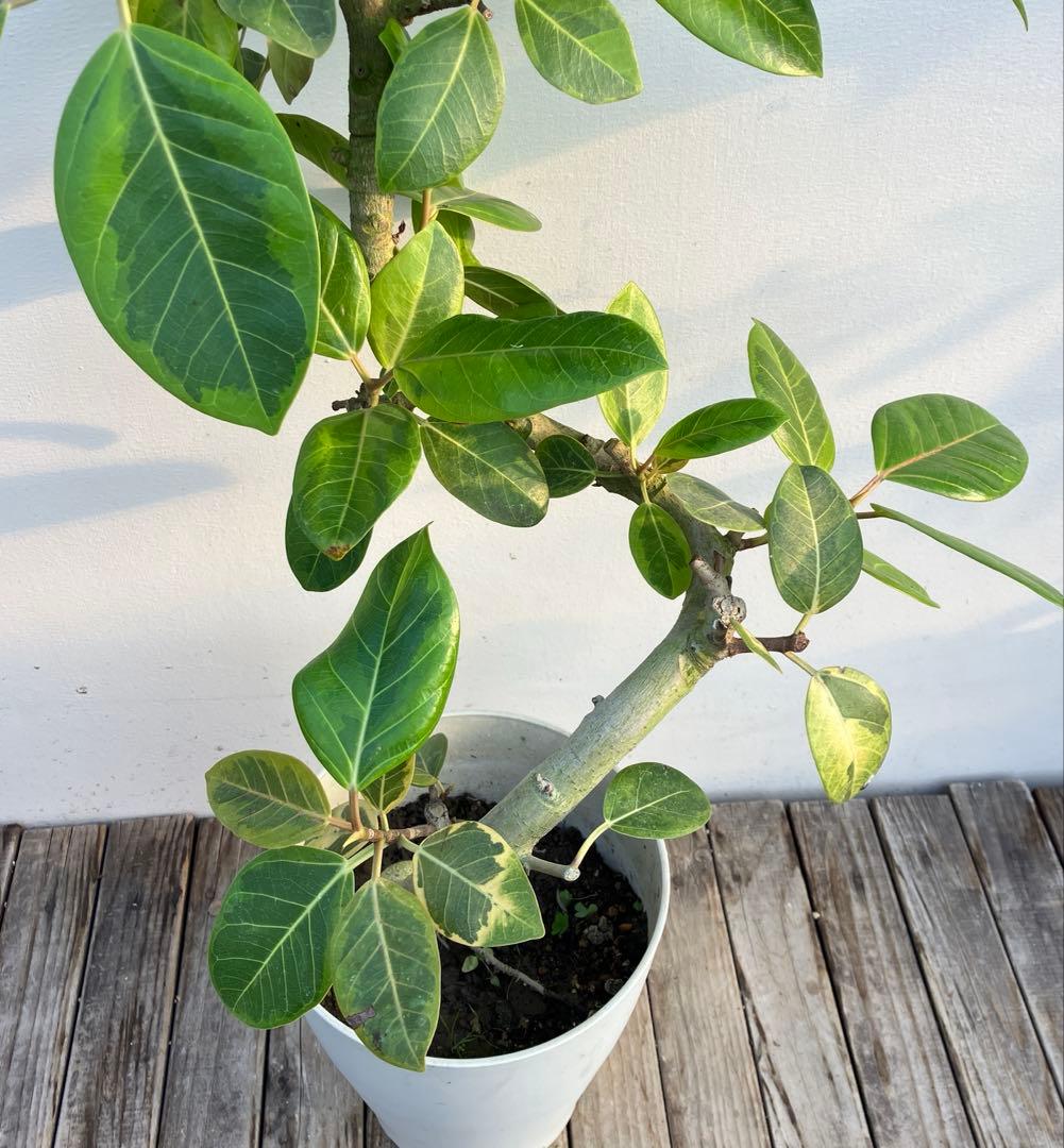 フィカス　アルテシーマ　アルテシマ　曲がり　鉢皿付き