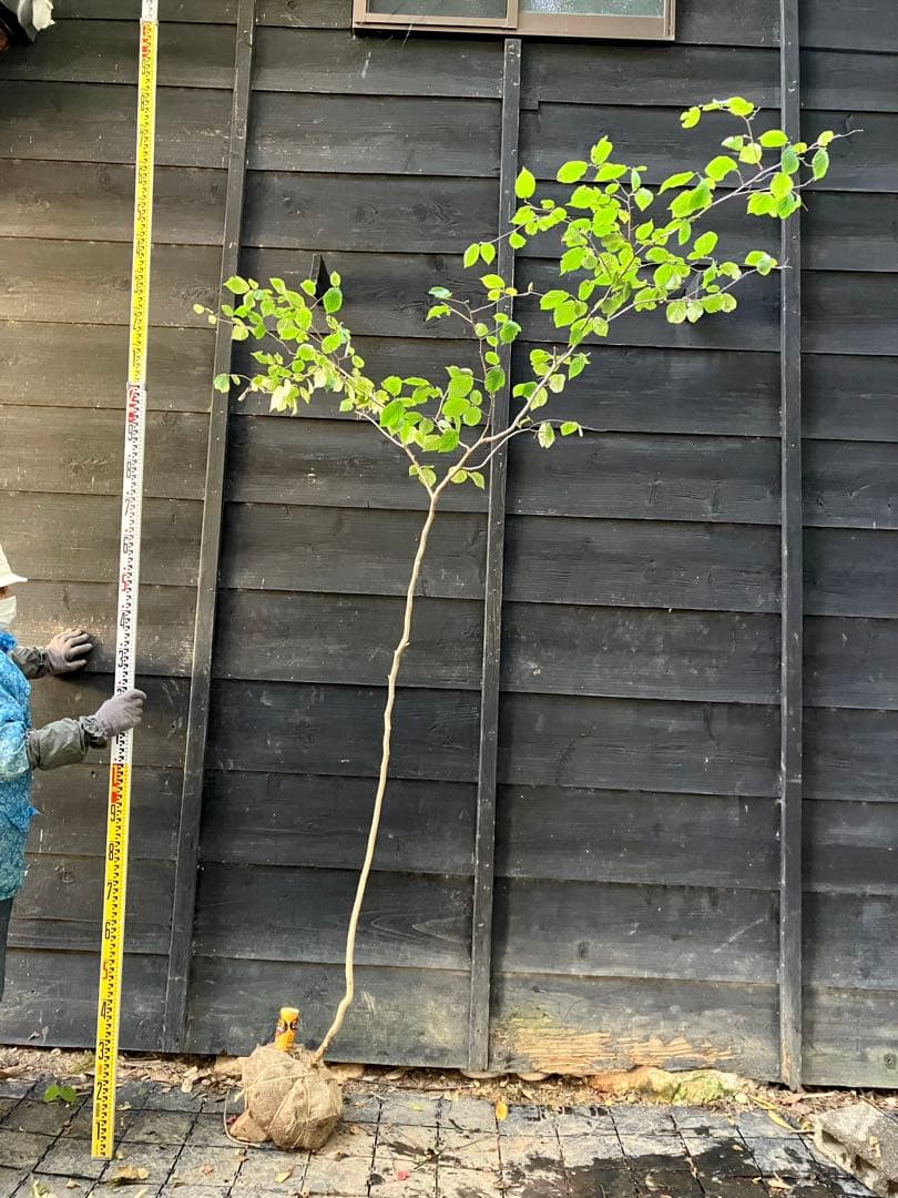 山採り　ツノハシバミ
