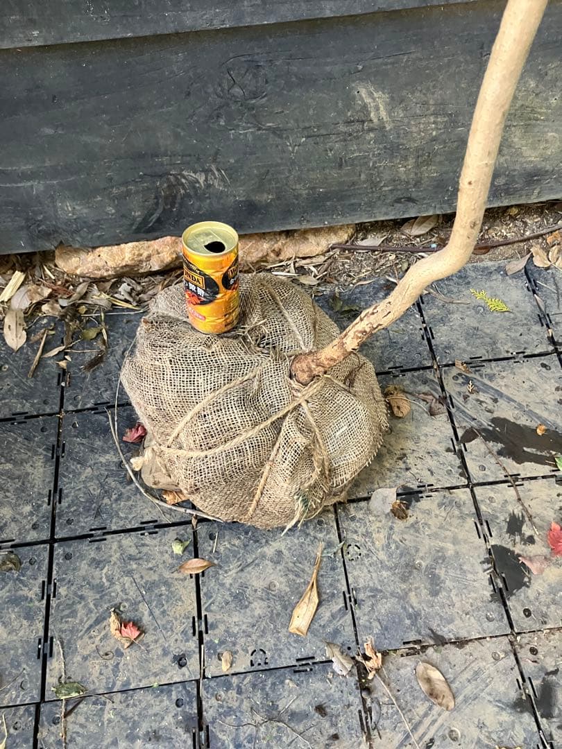 山採り　ツノハシバミ