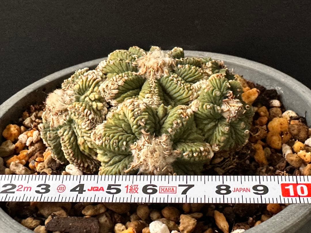 サボテン アズテキウム 花籠 希少種 抜き苗　産地株　リッテリ