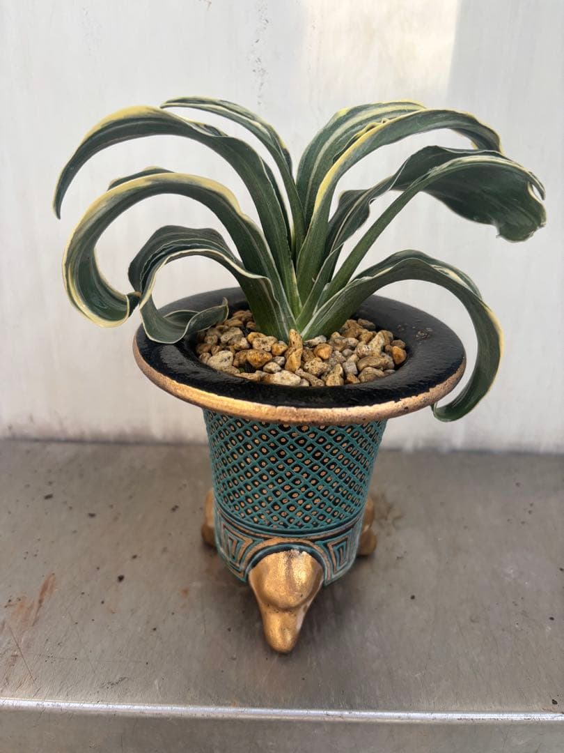 万年青　賀茂鶴