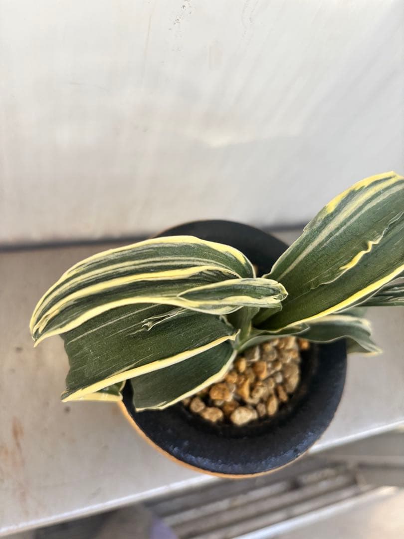 万年青　賀茂鶴