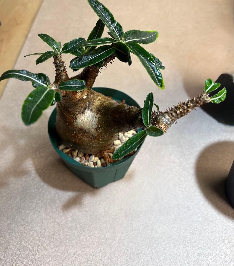 最終値下げ　パキポデュウムグラキリス　現地株発根済み