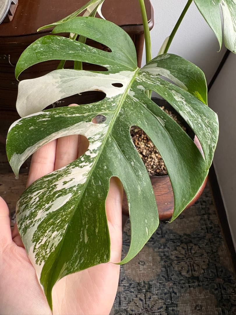 モンステラ　ペッサム　バリエガータ　5号