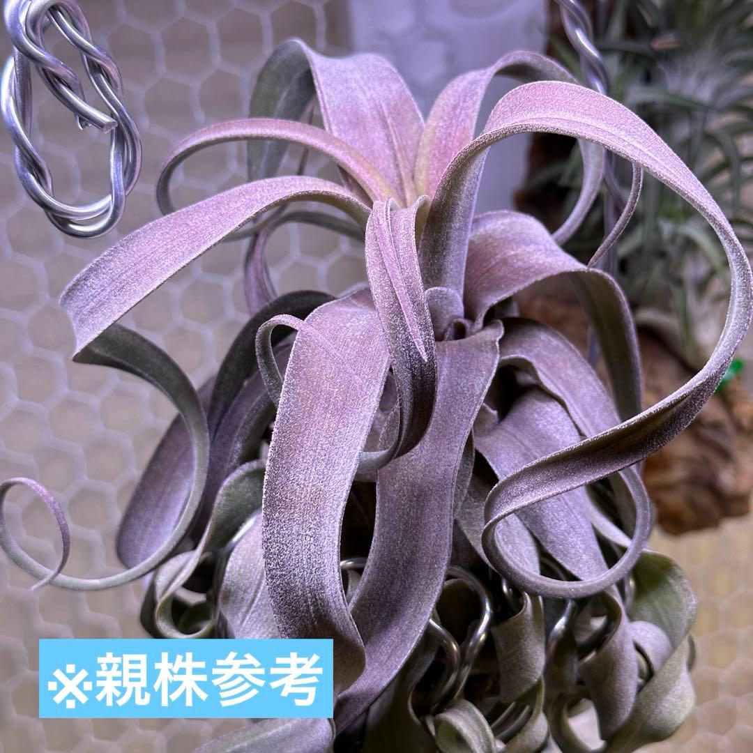 ホ*リ様 Tillandsia 'Red Robin'(レッドロビン)