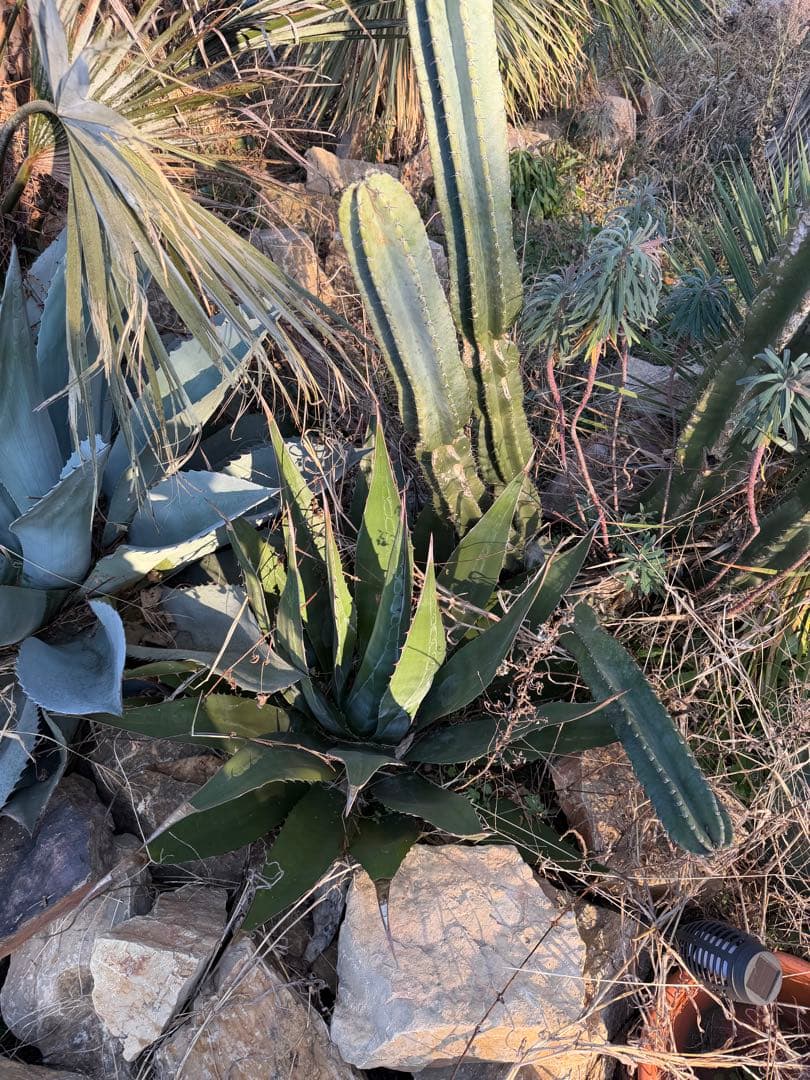 アガベ モンタナ