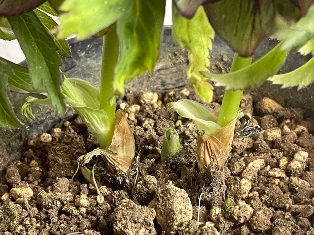 ⭐️専用　小輪トルカータス　ストロング　ベイン