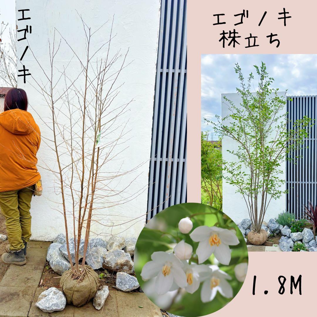 エゴノキ株立ち1.8M(鉢底から)