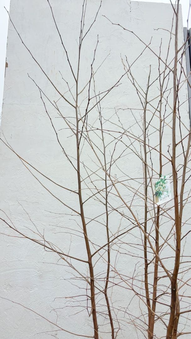 エゴノキ株立ち1.8M(鉢底から)