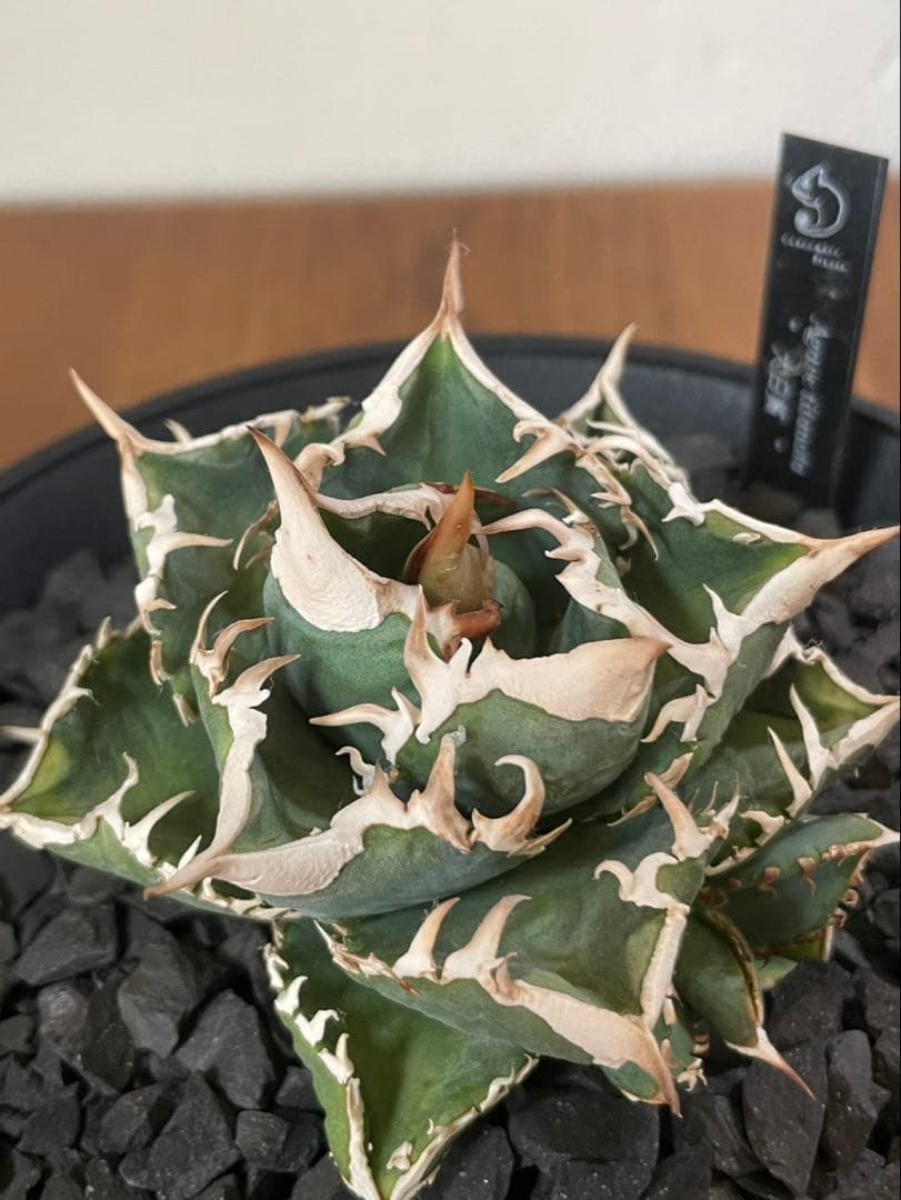 lize産　アガベ　大白鯊　ホホジロザメ　ホオジロザメ　子株　カキコ